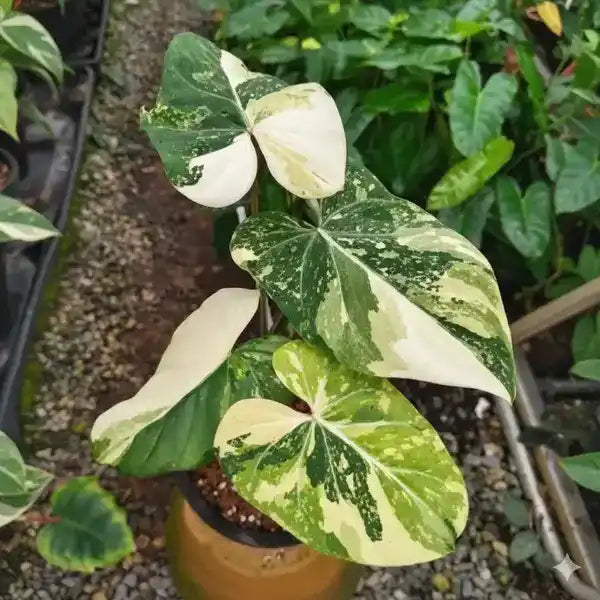 Philodendron Gloriosum Tricolor - Super Rare