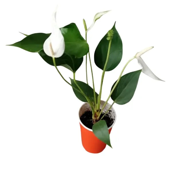 Anthurium 'Banderola Cava White'