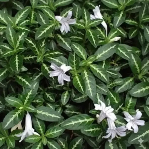 Ruellia Devosiana