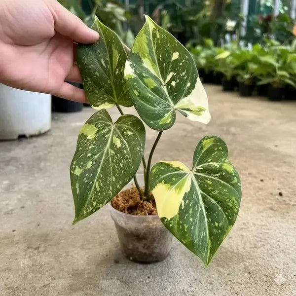 Philodendron Gloriosum Tricolor - Super Rare