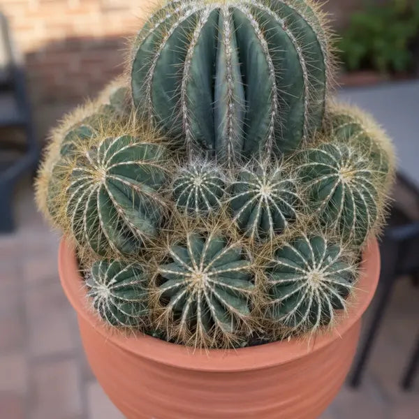 Mammillaria Parodia Magnifica