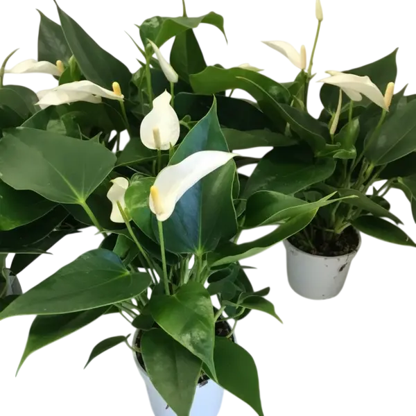 Anthurium 'Banderola Cava White'