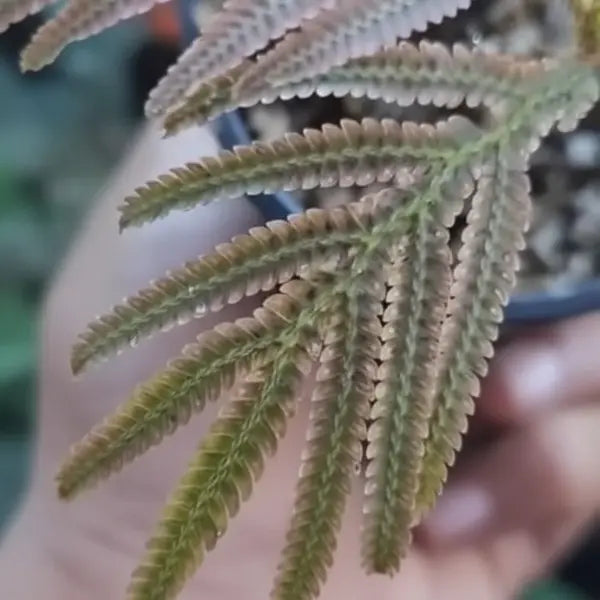 Siamensis Orange Fern