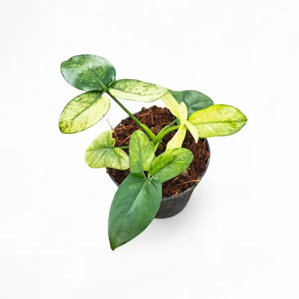 Philodendron Goeldii Mint Variegated