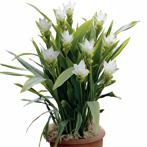 Curcuma White