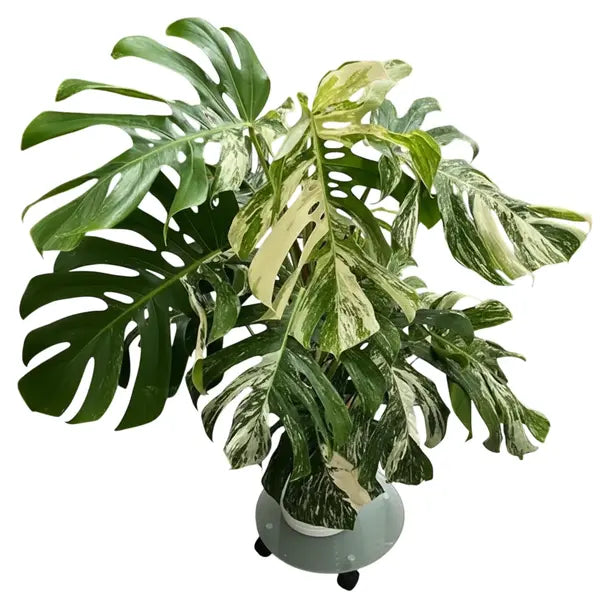 Monstera Thai Constellation – Mature Plant