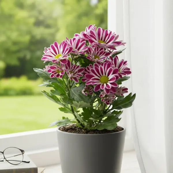 Chrysanthemums Mixed Colour