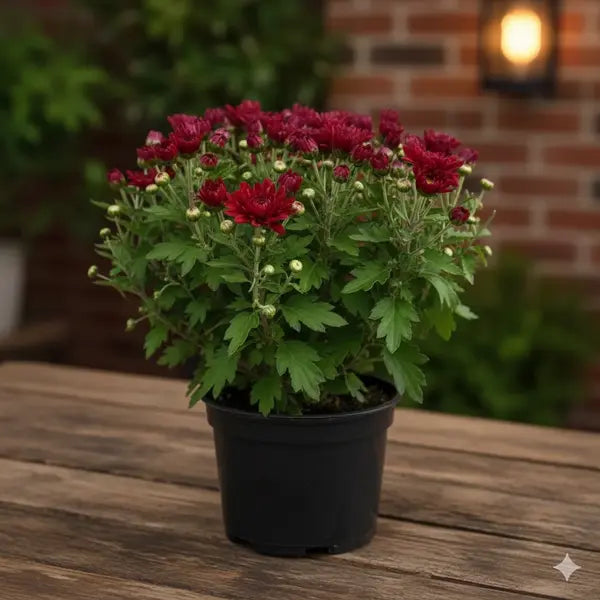 Chrysanthemum Red (Jamanthi)