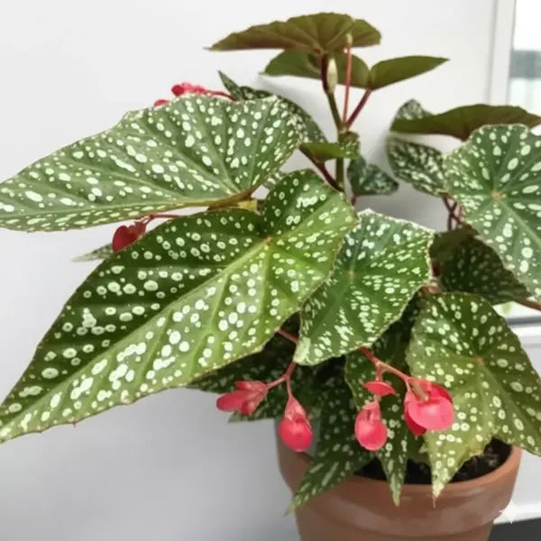 Begonia Snow Capped