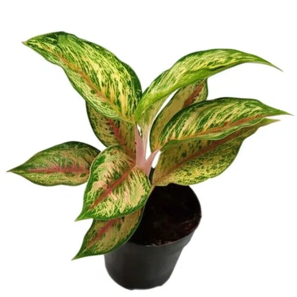 Aglaonema 10 Karat Plant