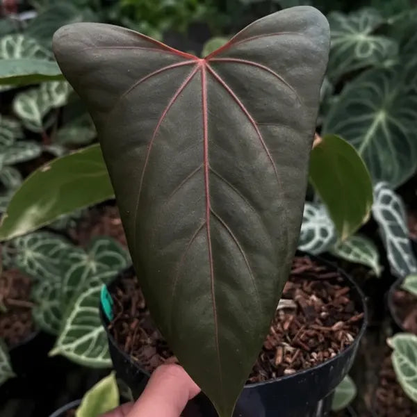 Anthurium Portille Red×Black Sweet