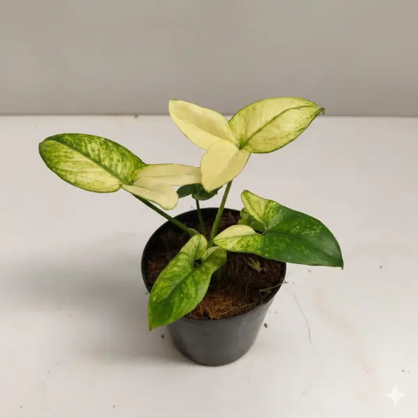 Philodendron Goeldii Mint Variegated