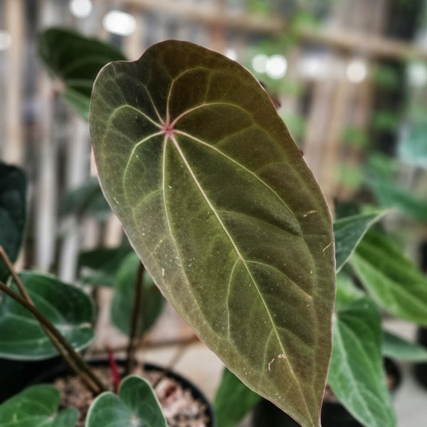 Anthurium AOS x Red Spider
