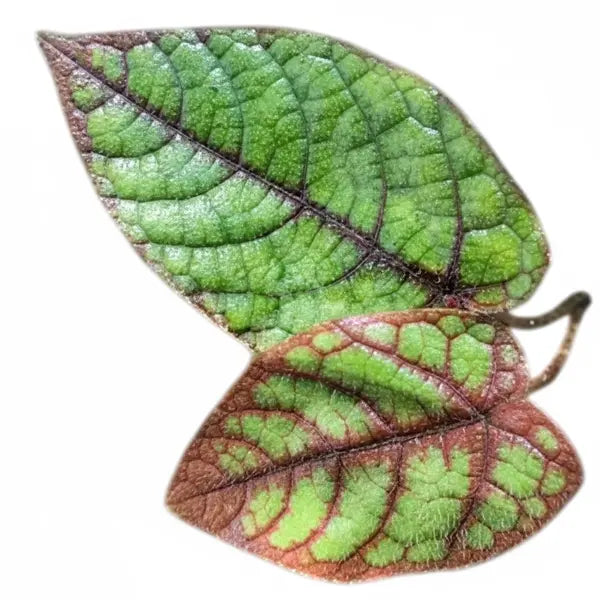 Pterisanthes Sp Green
