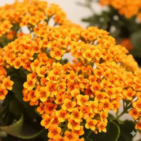 Kalanchoe Orange