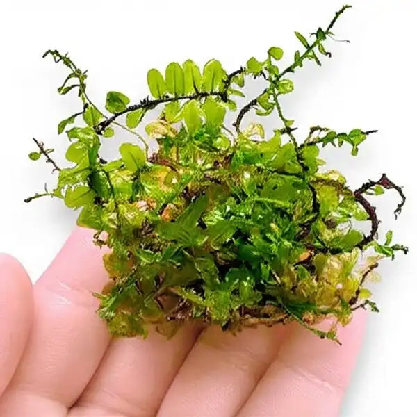 Plagiomnium sp Butterfly Moss - Terrarium Moss