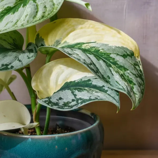 Scindapsus Exotica Aurea Variegated