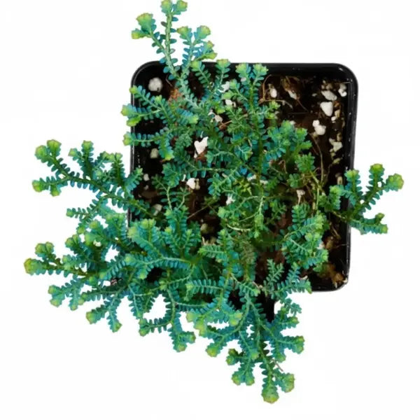 Selaginella sp. Rainbow