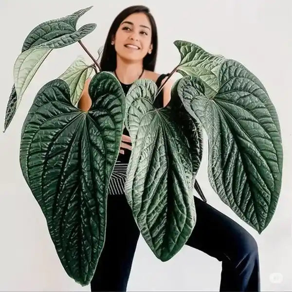 Anthurium Radicans x Luxurians - Super Rare