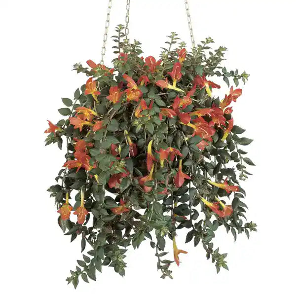 Goldfish Lipstick Plant