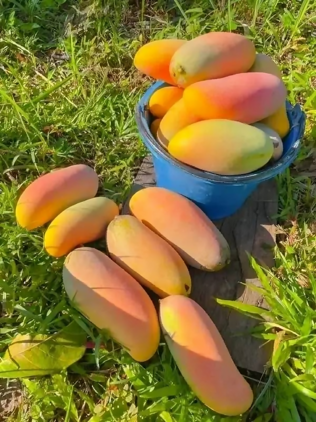 Banana Mango Live Plant