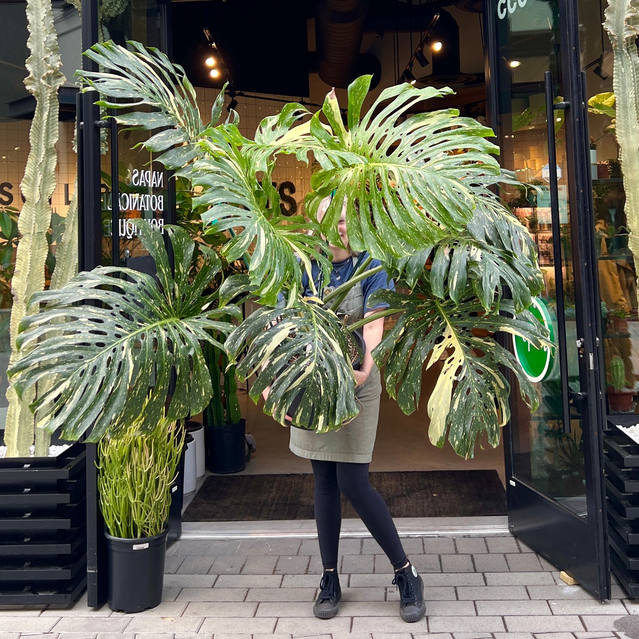 Monstera Thai Constellation