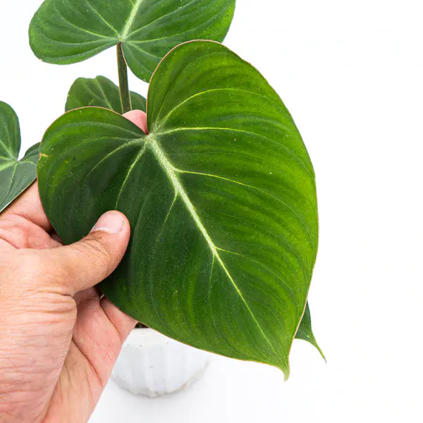 PHILODENDRON GLORIOSUM GREEN VEIN