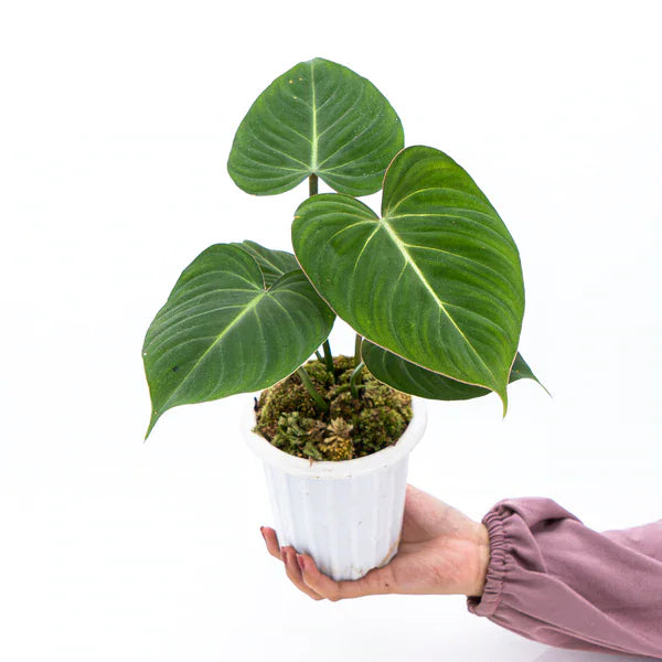 PHILODENDRON GLORIOSUM GREEN VEIN