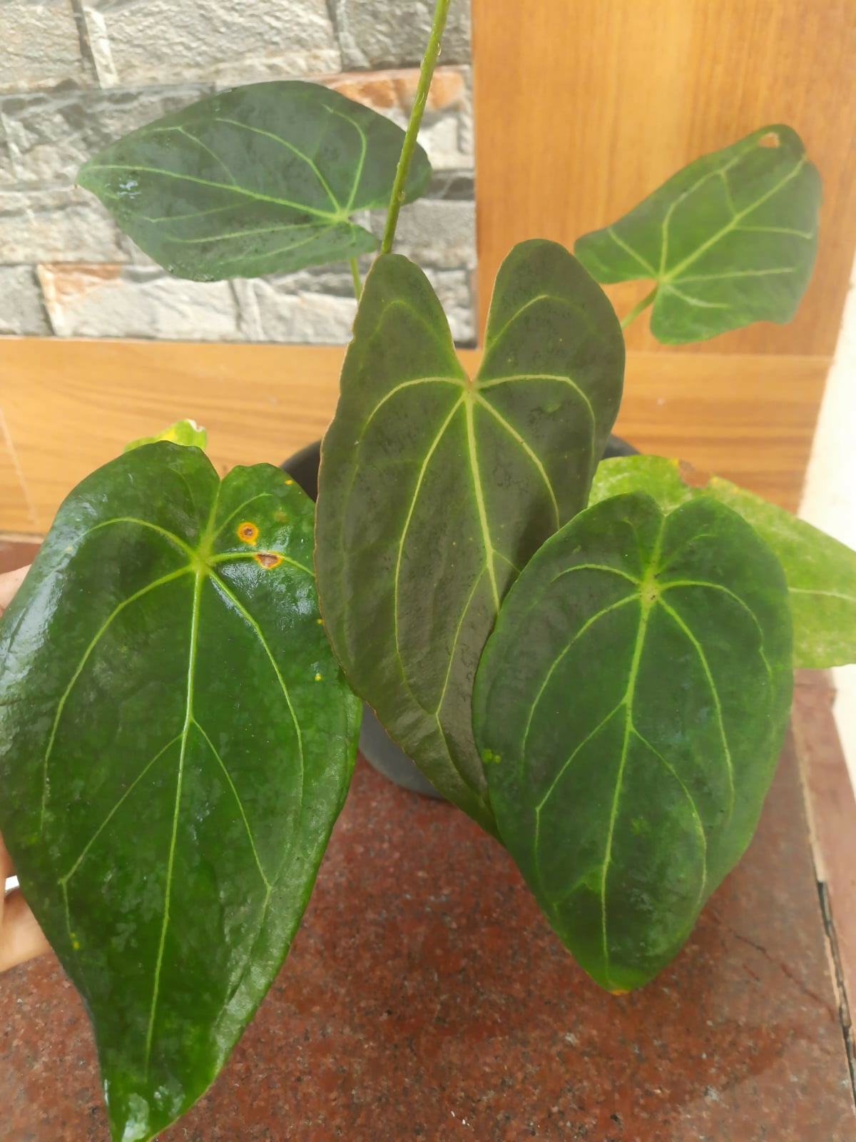 Anthurium papillilaminum (Dark Form) × Anthurium forgetii
