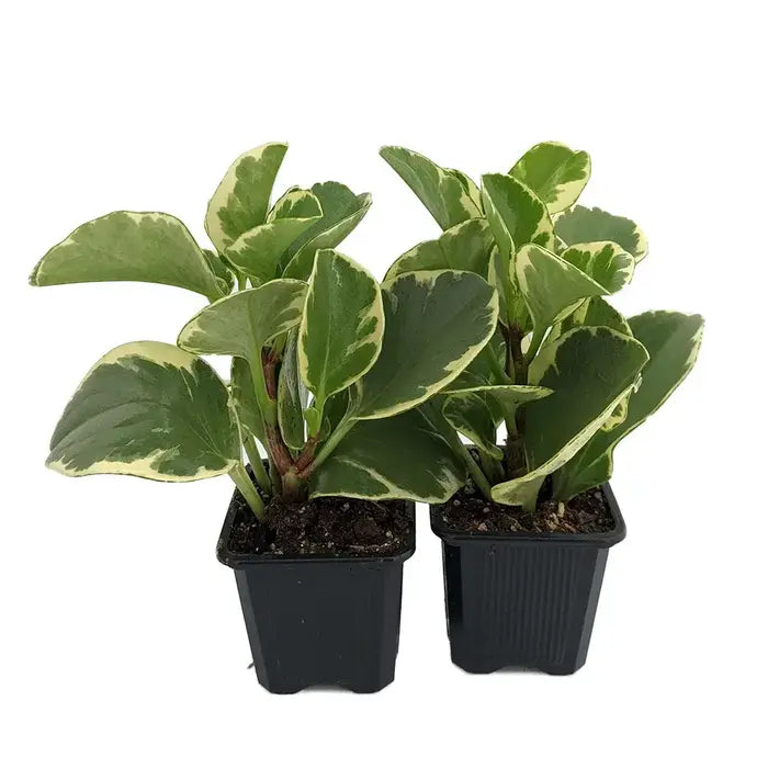 Baby Rubber Plant yellow