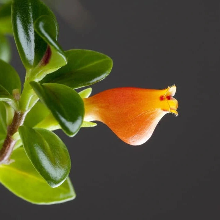 Goldfish Lipstick Plant