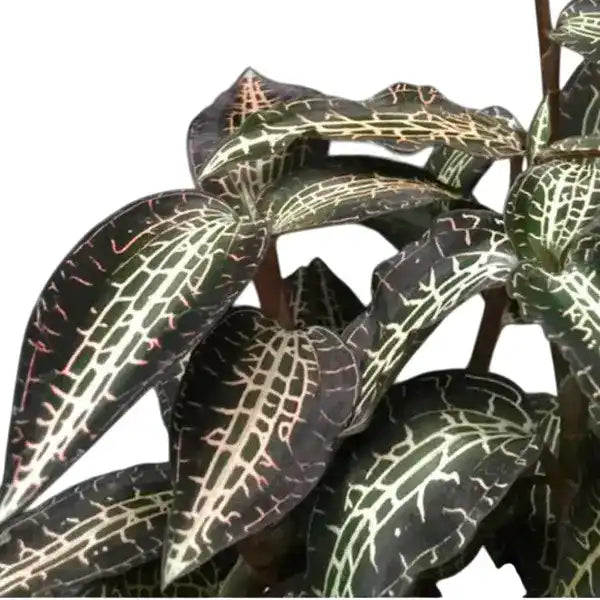 Goodyera Pusilla – Foliages.in Goodyera Pusilla – Foliages.in
