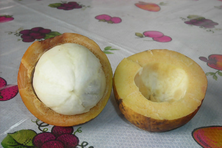 Bakuri Fruit Plants (Platonia Insignis)