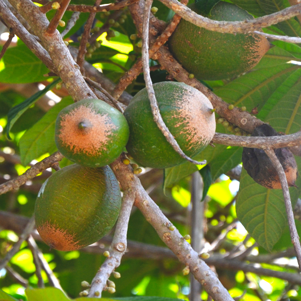 Casimiroa Fruit Plant - Green Sapote - Keyfarm Wayanad