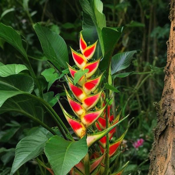Heliconia Wagneriana