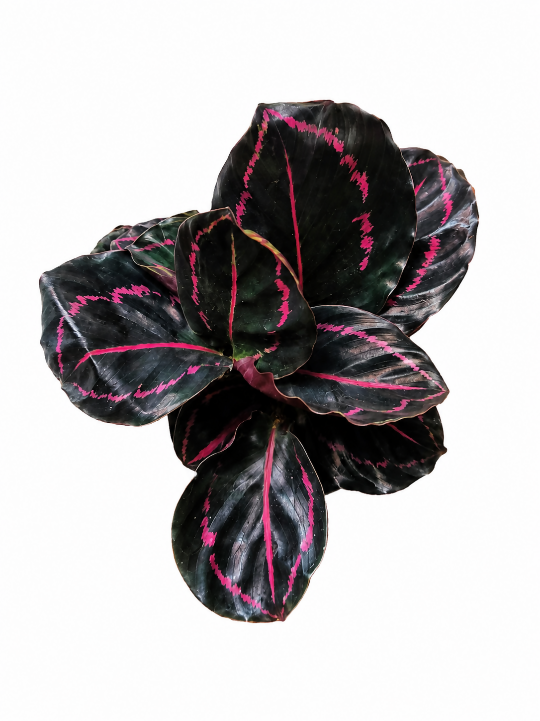 Calathea Dottie- Tropical indoor plant-The Lush Flora