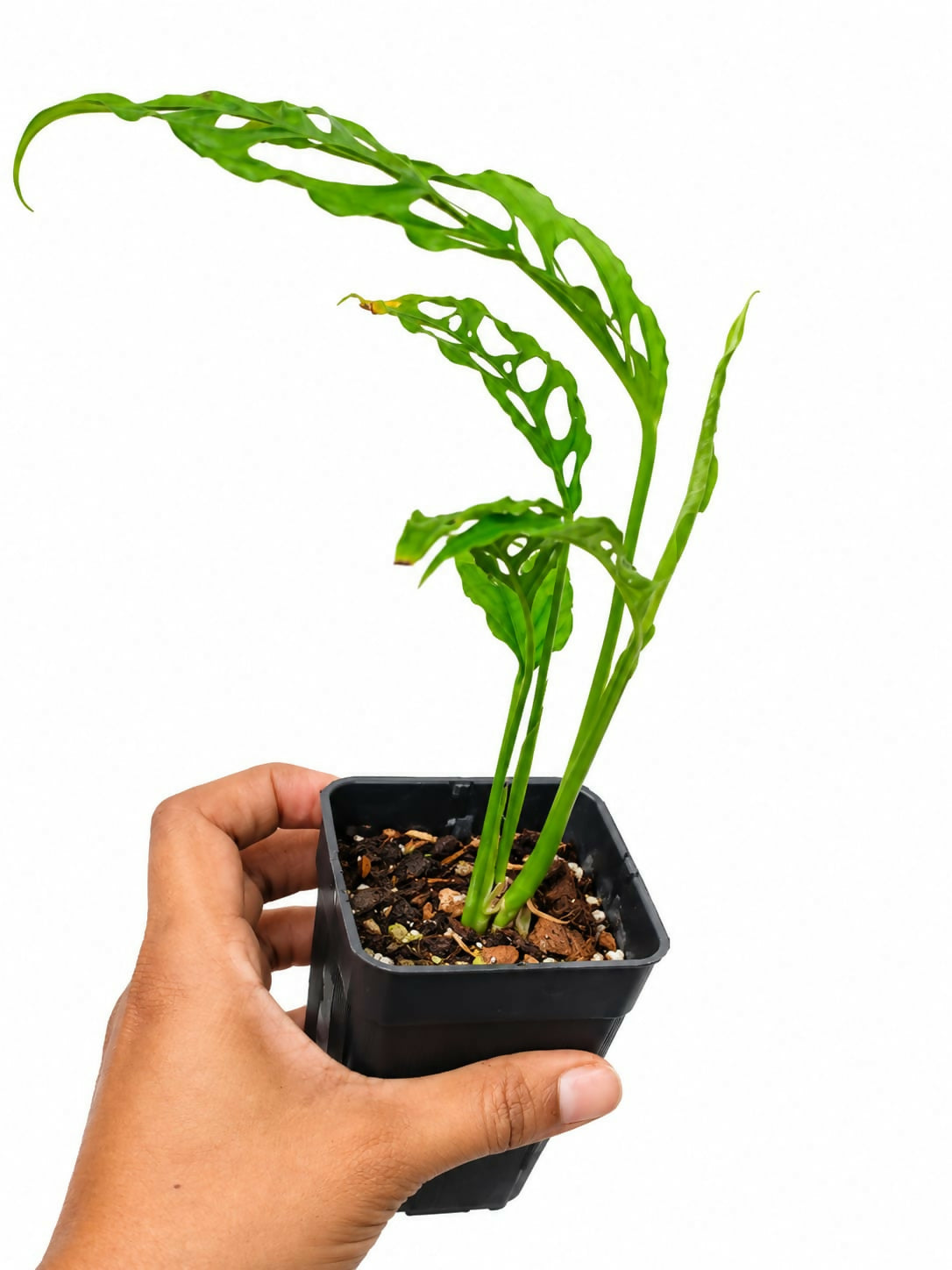 Monstera Obliqua – Rare Exotic Tropical Beauty- The Lush Flora