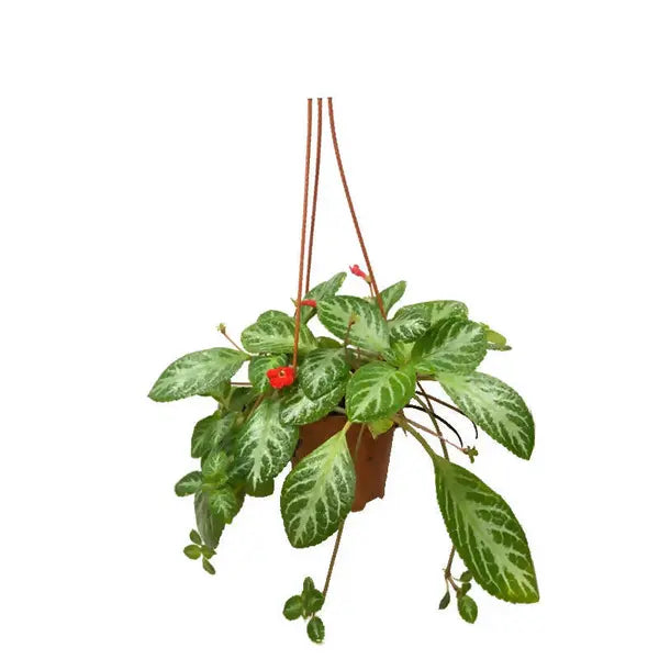 Episcia Cupreata 'Frosty' - Red Flower