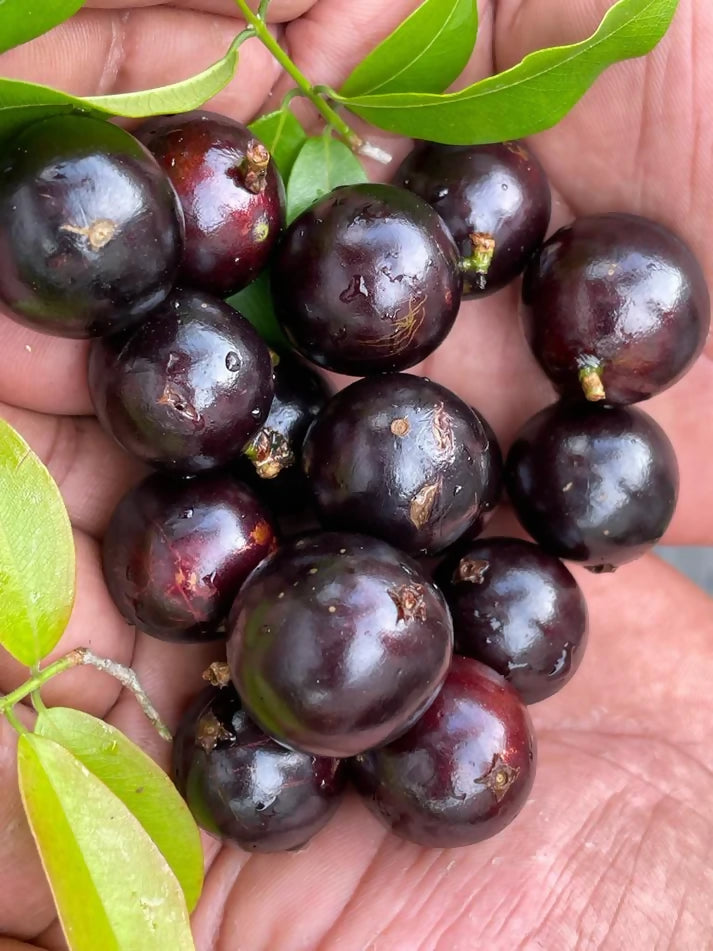 Jaboticaba Sabara Fruit Plant (Plinia Cauliflora)