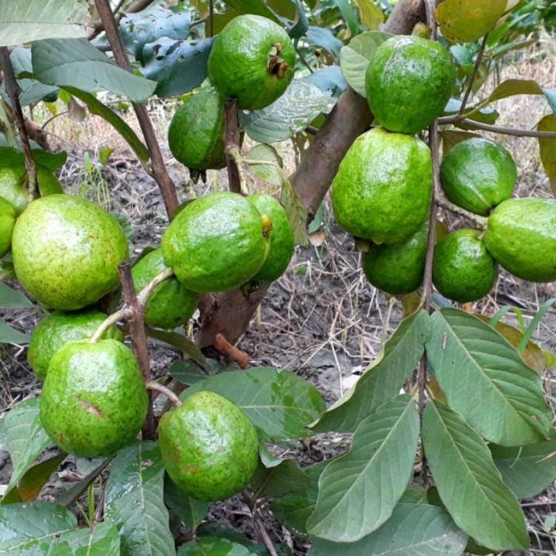 Seedless Guava Fruit Plant - Keyfarm Wayanad