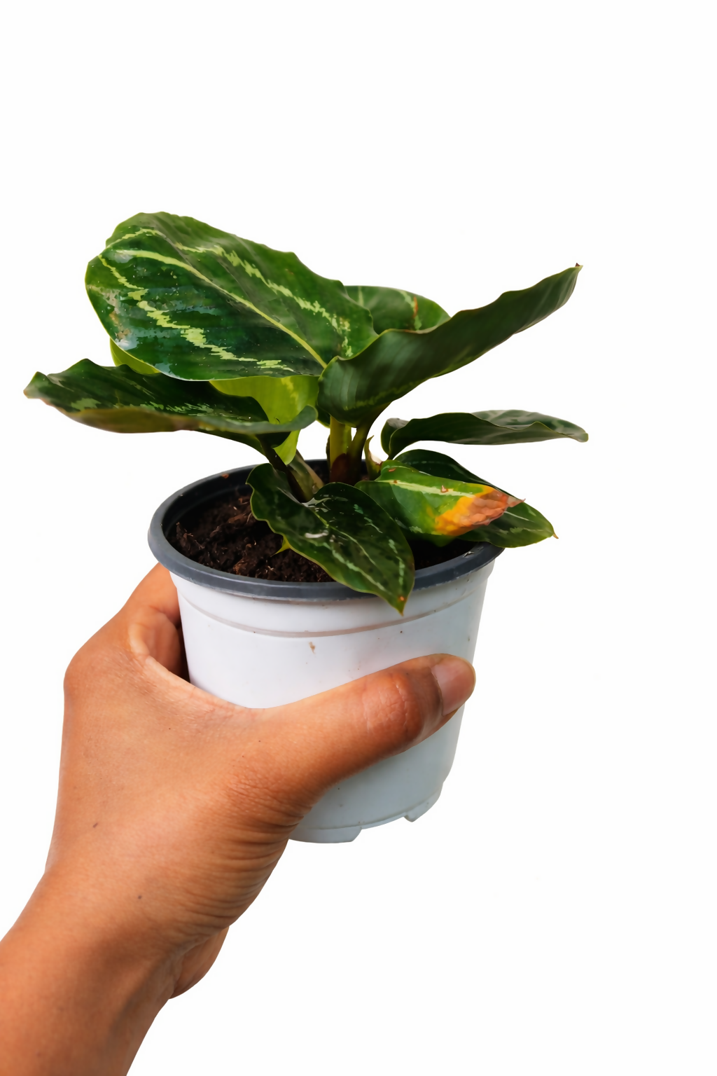 Calathea 'Green Lipstick' Potted Houseplant