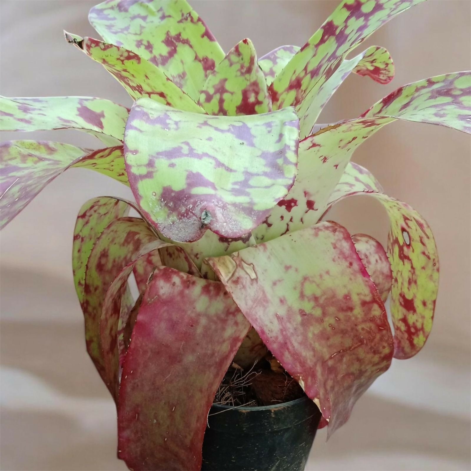 Bromeliad