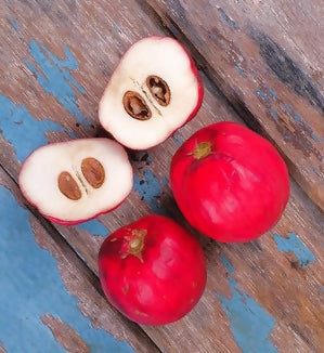Mahkota Dewa Fruit Plants (Phaleria Macrocarpa)