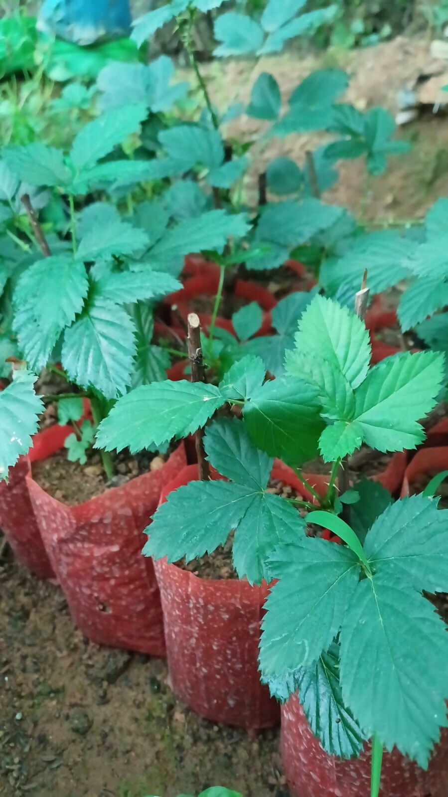 Blackberry – Sweet Berry Sapling - Keyfarm Wayanad