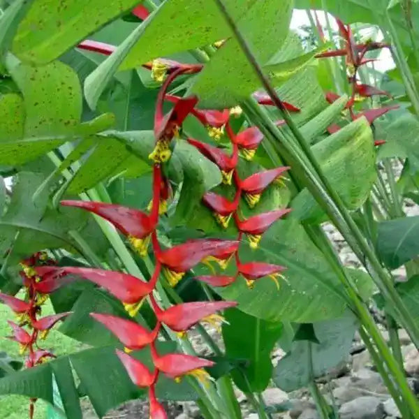 Heliconia Collinsiana