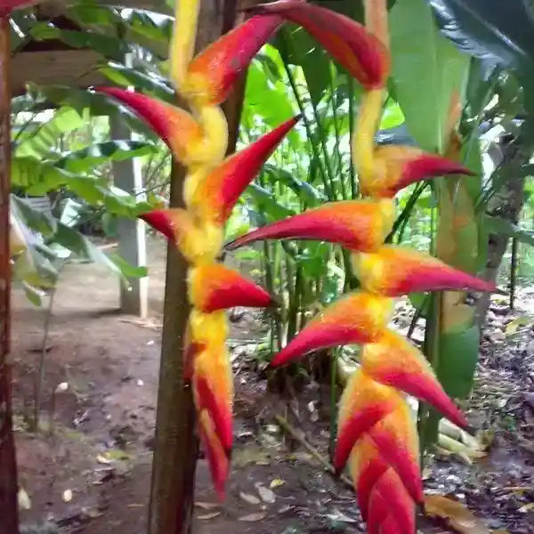 Heliconia regalis Barnum and Bailey