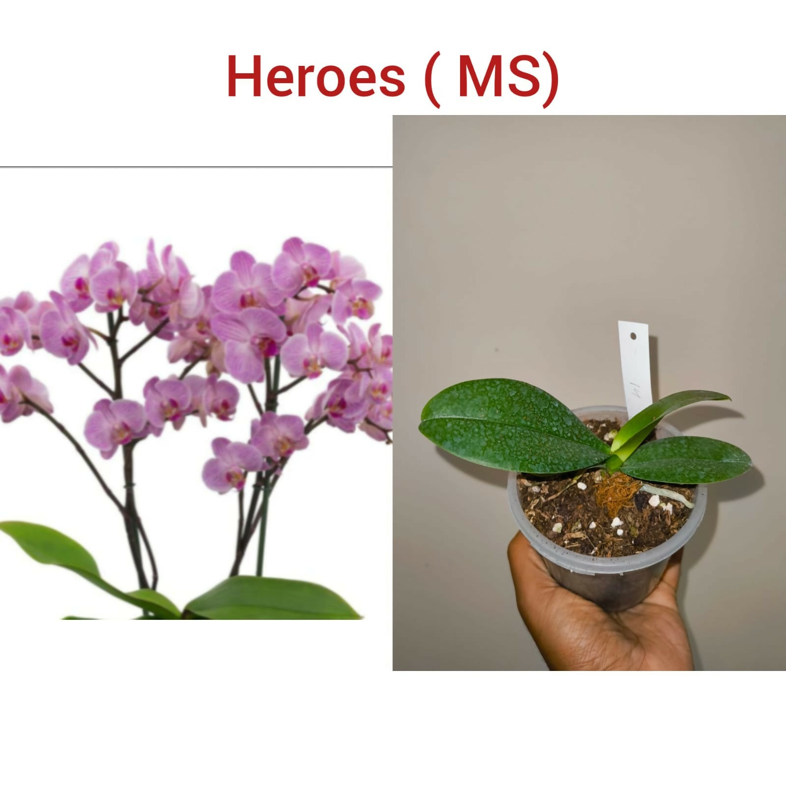 Phalenopsis orchid-Heroes (MS)