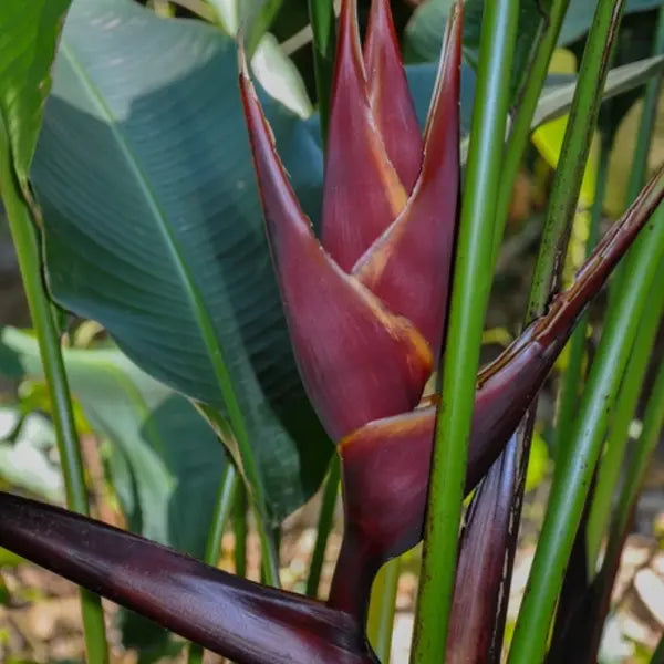 Heliconia bihai Chocolate
