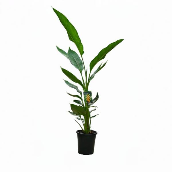 Heliconia Yellow Dancer