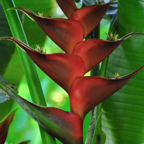 Heliconia caribaea 'Black Magic'